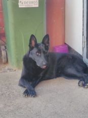 Fena von Sico Schwarz Haus Fena von Sico Schwarz Haus
