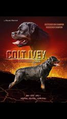 Colt Ivey vom Carrabba Haus Colt Ivey vom Carrabba Haus