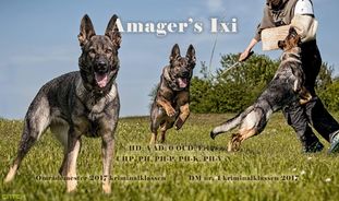 Amager's Ixi Amager's Ixi