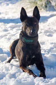 Pepper (Fleischmann) Pepper (Fleischmann)