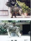dog image background