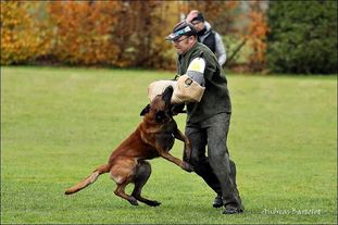 working-dog Fighter working-dog Fighter