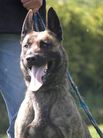 Holland Hachi van Le Dobry