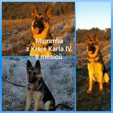Mammba z Kraje Karla IV. Mammba z Kraje Karla IV.