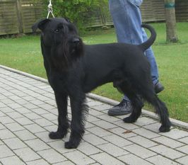 Basko von den kleinen Prinzen Basko von den kleinen Prinzen
