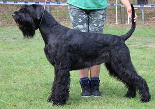 Yukon von Blackmoore Yukon von Blackmoore