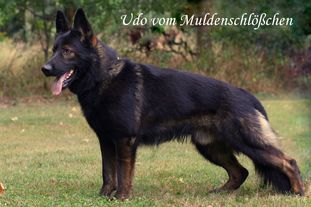 Udo vom Muldenschlößchen Udo vom Muldenschlößchen