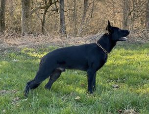 Rasty von den Welfen Rasty von den Welfen
