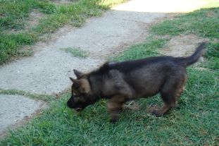 Pipi von Sico Schwarz Haus Pipi von Sico Schwarz Haus