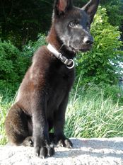 Dangerous Duke aus steinger Grube Dangerous Duke aus steinger Grube