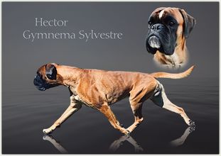 Hector Gymnema Sylvestre Hector Gymnema Sylvestre