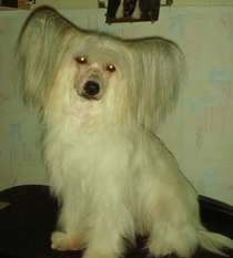 Jasmin Blanshe Bonus Westtai Jasmin Blanshe Bonus Westtai