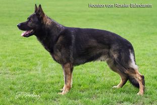Houston vom Roxeler Bahndamm Houston vom Roxeler Bahndamm