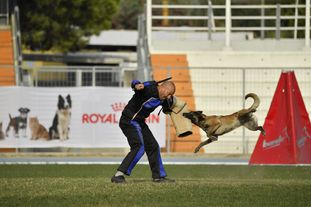 Cadha Force Canina Cadha Force Canina