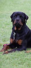 Clifford z Beadentu Clifford z Beadentu