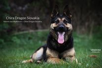 Chira Dragon Slovakia