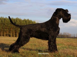 Valencia von Blackmoore Valencia von Blackmoore