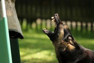 Gaudino vom Barbatus Gaudino vom Barbatus