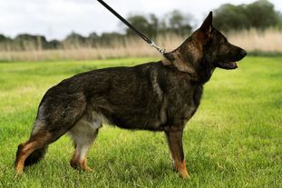 Baxter vom Oberfeuer Baxter vom Oberfeuer