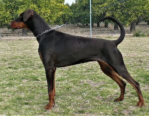 Rhayader Qata Rhayader Qata