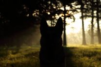 dog image background