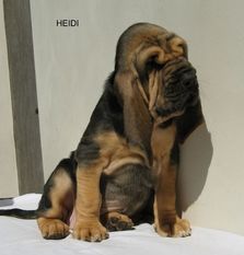 Heidi z Podjeřmanské skály Heidi z Podjeřmanské skály
