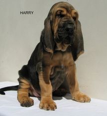 Harry z Podjeřmanské skály Harry z Podjeřmanské skály