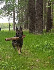Dakota zum Irrhain Dakota zum Irrhain