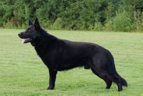 Karkmodorf Javelin