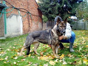 Liza z Klidkova dvora Liza z Klidkova dvora