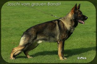 Joschy vom grauen Bandit Joschy vom grauen Bandit