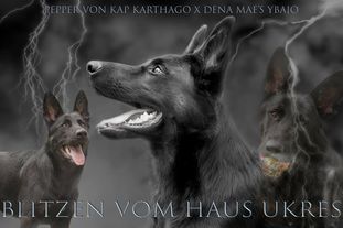 Blitzen vom Haus Ukres Blitzen vom Haus Ukres