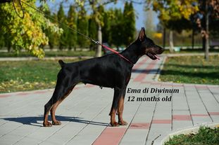 Ema di Diwinum Ema di Diwinum