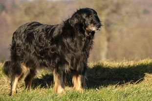 Betty vom Schondratal Betty vom Schondratal