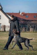 Darius vom Bärtiger Jäger Darius vom Bärtiger Jäger