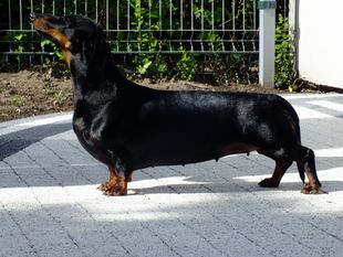 Afra-Czuk Hodowla Myslinow Afra-Czuk Hodowla Myslinow