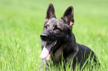 Lasco Vom Haus Pixner Working Dog