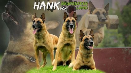 Hank vom Brunsbeker Land Hank vom Brunsbeker Land