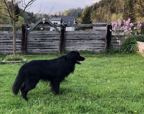 Enook vom Schirninghof Enook vom Schirninghof