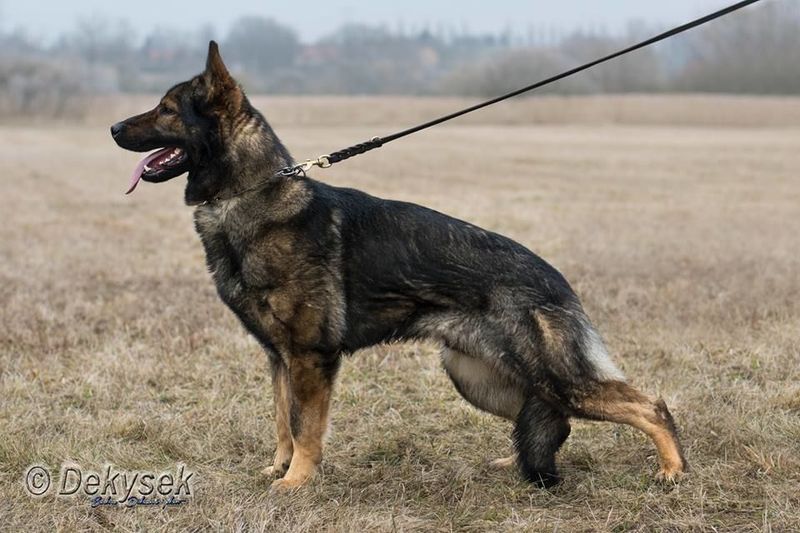 Artus Aradel | Hundeprofil - Informationen und Daten