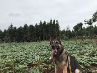Henrik vom Wolfsheim Henrik vom Wolfsheim