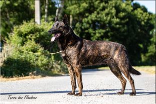 Jerich Parzival de la Terre des Flandres Jerich Parzival de la Terre des Flandres