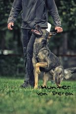 Hunter von Peroh Hunter von Peroh