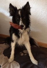 Umsel vom Weideland Umsel vom Weideland