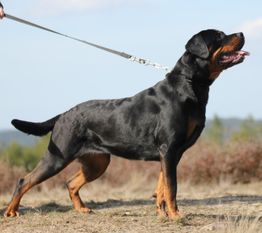 Frieda von der Burgruine Frieda von der Burgruine
