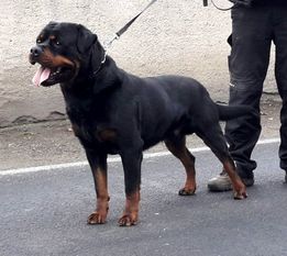 Lex vom Räuberweg Lex vom Räuberweg