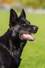 Ava von den wilden Ossis Ava von den wilden Ossis