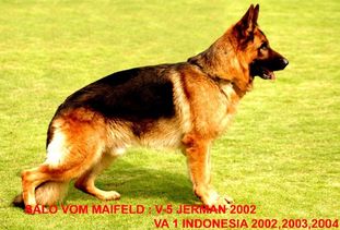 Salo vom Maifeld Salo vom Maifeld