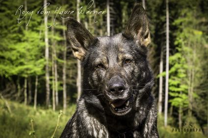 Roxy vom Hause Werner Roxy vom Hause Werner