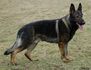 Bandit vom Wolfsheim